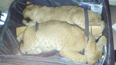 مافيا تهريب الحيوانات والطيور بالمطارات.. الدول الخليجية تتصدر المشهد.. التخدير وسيلة المهربين لإخفائها.. الصقور وأشبال الأسود والقرود الأكثر طلبًا.. وتشديد الرقابة على الرحلات سيئة السمعة