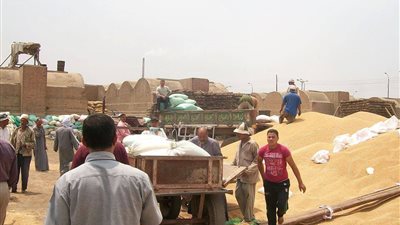 توريد 162 ألفًا و614 طن قمح بالفيوم