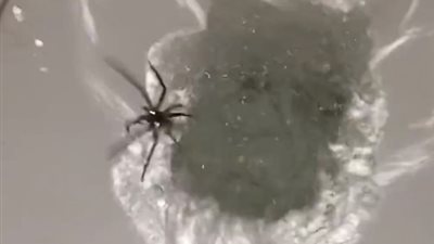 أشياء ستجبرك على تفقد مرحاضك قبل استخدامه (فيديو)