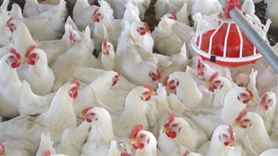 النشرة الاقتصادية وأبرزها: ضوابط تطوير منظومة الدواجن