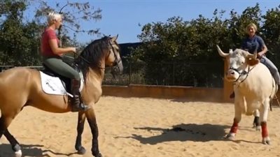 ثور يؤدي نفس مهارات الخيول المدربة (فيديو)