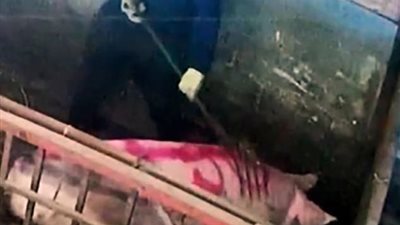 عمال يعتدون على الخنازير بوحشية (فيديو وصور)