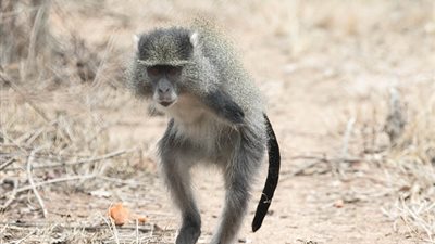 قرد يتحدى بتر ذراعيه بسبب الكهرباء منطلقا بين الأشجار (صور)