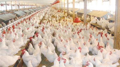 «الثروة الداجنة» تحذر من ارتفاع الأسعار في الشتاء