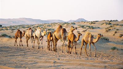 4538 رأس إبل قادمة من السودان إلى أسوان خلال الأسبوع الجاري