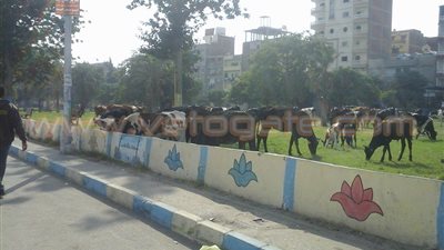 بالصور.. الأبقار تزاحم أهالي الإسماعيلية بحديقة 