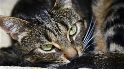 سيدة تستدعي الطوارئ بسبب 