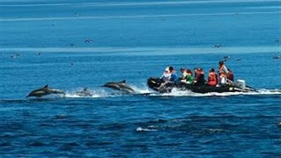 بالفيديو.. شاهد مئات الدلافين الصغيرة تتسابق في المياه