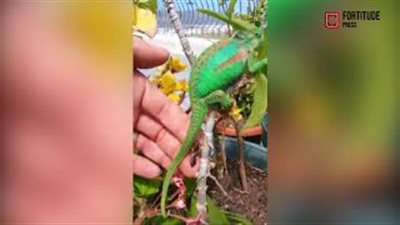 لقطات مذهلة لحرباء تلد 26 صغيرا على يد رجل (فيديو وصور)