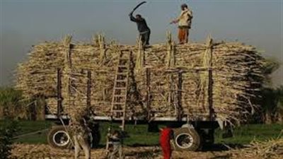«زراعة البرلمان» توصي برفع أسعار توريد قصب السكر لألف جنيه للطن