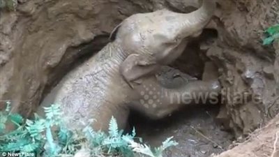 جمع شمل فيل سقط في بئر بوالدته (فيديو وصور)