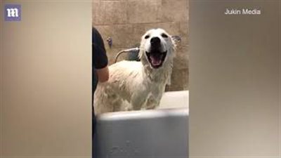 كلب يفاجئ صاحبته بمناداته «يا ماما» أثناء الاستحمام (فيديو)