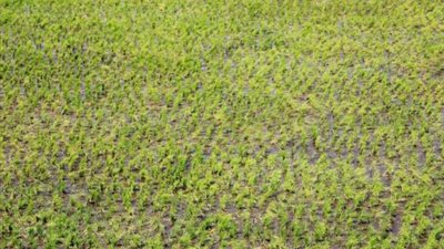 70 ألف فدان.. نصيب مساحة زراعة الأرز بالغربية