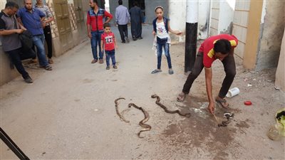 «غزو الثعابين».. 3 محافظات ضحايا هجمات الأفاعي في 2018.. «الفئران والتغيرات المناخية والكلاب» ثلاثية انتشار الظاهرة.. والأهالي: البيض والسم غير فعال للقضاء على الحيات