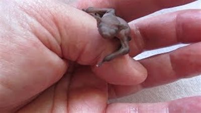 امرأة تنقذ خفاشا صغيرا في لقطات غريبة (فيديو وصور)