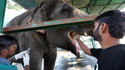 افتتاح أول مستشفى للفيلة في الهند (صور)