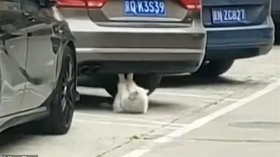 قطة غريبة تمارس تمارين البطن في شوارع الصين (فيديو وصور)
