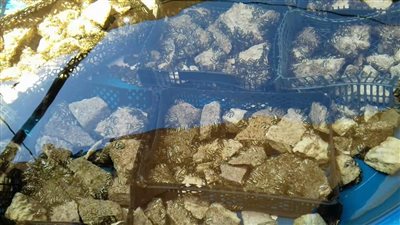 «الاستزراع».. الأمل للحفاظ على الأسماك المهددة بالانقراض بالبحر الأحمر