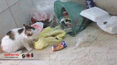 بالفيديو والصور.. النفايات الطبية بالإسكندرية تهدد بكارثة صحية.. المستشفيات تتغاضى عن التخلص منها في المحارق.. مصانع بير السلم تستخدمها في تصنيع الأدوات المنزلية.. والبيئة تحذر من تفشي السرطان