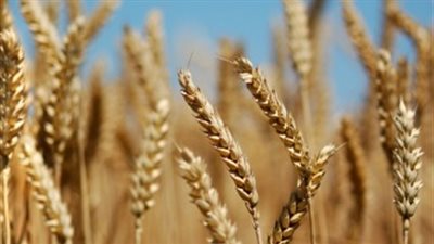 توريد 164 ألفًا و454 طن قمح بالغربية