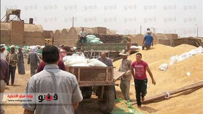 توريد 351 ألف طن قمح بالمنيا