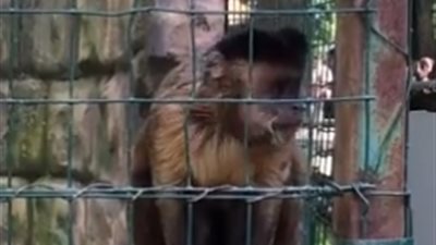 قرد يلقن رجلا درسا قيما لن ينساه (فيديو)