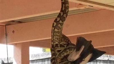 مشهد مرعب لـ«ثعبان» يبتلع طائرا ضخما