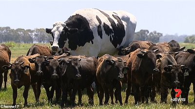 بقرة ضخمة بطول لاعب سلة ووزن سيارة (فيديو وصور)