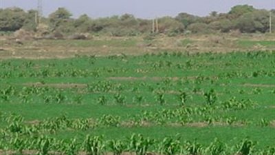 اليوم.. مناقشة طرح 125 فدانا على المستثمرين في مصر