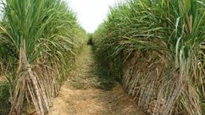 «زراعة البرلمان» تناقش أزمة القصب وبنجر السكر.. الأحد