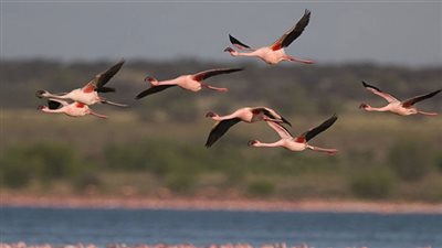مصر تنال استحسان المجتمع الدولي في حماية الطيور المهاجرة