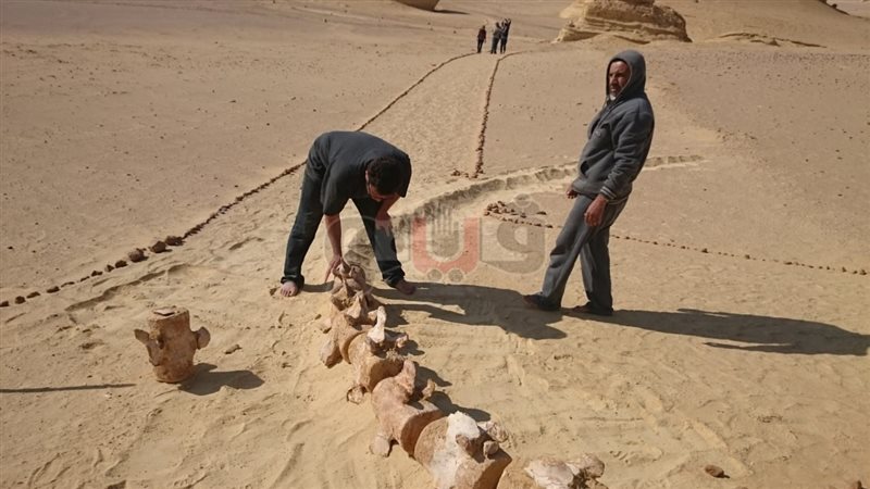 فيتو