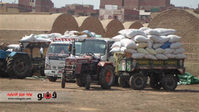 بالصور.. توريد 149995 طن قمح بـ