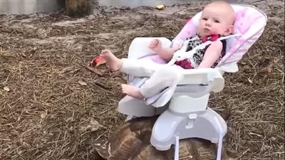 أب يربط مقعد طفلته أعلى سلحفاة (فيديو وصور)