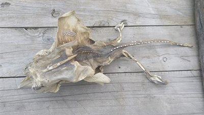 كائن فضائي أم شيطان؟.. مخلوق بحري يثير ضجة بشكله الغريب (صور)