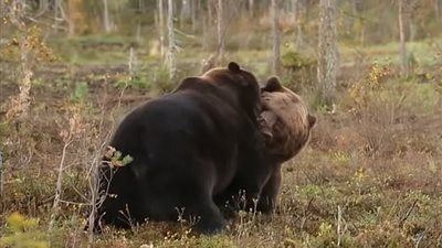 «صراع النفوذ».. دب يغرس أسنانه في رقبة آخر للسيطرة على منطقته (فيديو)