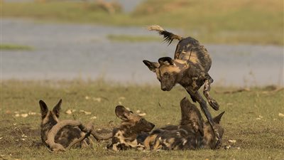 الكلاب البرية تفترس قرود البابون في مشهد نادر (صور)