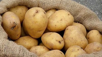 خبير زراعي يحذر من ارتفاع كبير بأسعار البطاطس في 2019