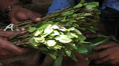 إخلاء سبيل إثيوبى متهم بحيازة مخدر القات بمطار القاهرة