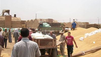 توريد 149 ألفا و995 طن قمح بالمنوفية