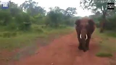 فيل غاضب يطارد مستقلي سيارة في مشهد مرعب (فيديو وصور)