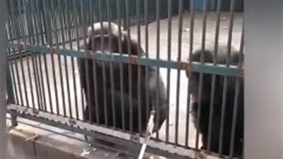 رد فعل صادم لقرد سرق زميله عصا سيلفي من سائحة ( فيديو)