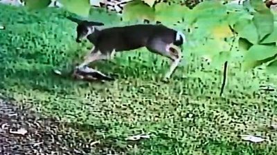 اعتداء لا يصدق لغزال على قطة منزل (فيديو وصور)