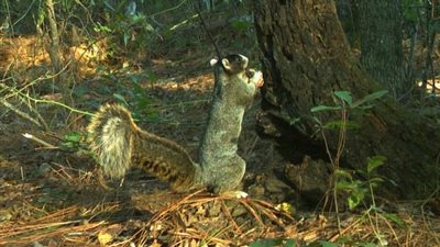 سنجاب ضخم يثير ضجة عبر الإنترنت (فيديو)