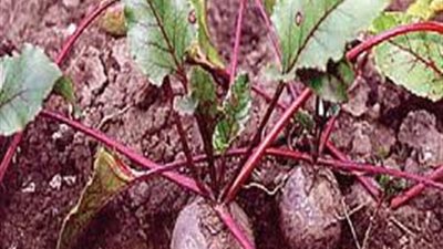 برنامج للإرشاد الزراعي للنهوض بمحصول بنجر السكر بالمنوفية