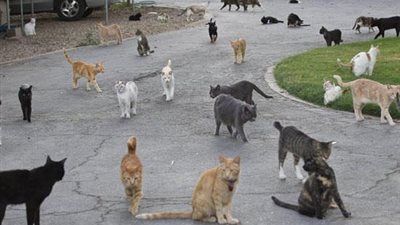 13 قرشا للحصان و6 للقطة للعلاج في جمعية الرفق بالحيوان