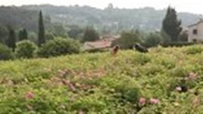 صناعة العطور في جراس الفرنسية تنضم إلى قائمة اليونسكو للكنوز المحمية