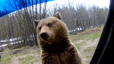 دب يحاول اقتحام سيارة بحثا عن طعام (فيديو)