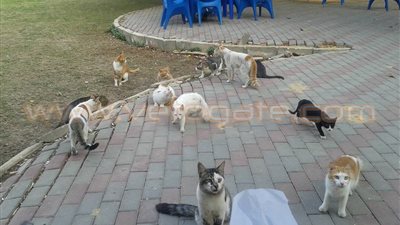 القطط تهاجم مطاعم نادي الشمس