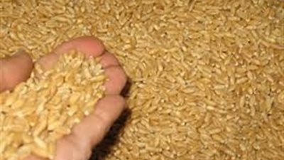 ضبط شاحنة قمح مخلوطة بالطمي والزلط بكفر الشيخ